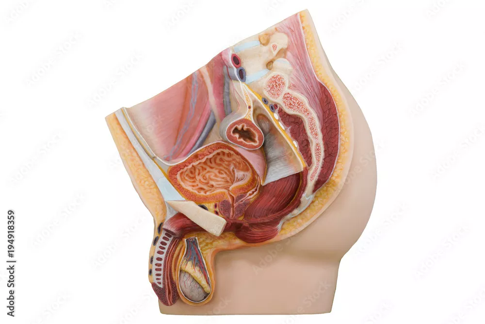 Obraz Przekrój Anatomiczny Układu Rozrodczego Mężczyzny