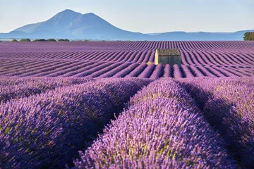 Fototapeta Pola lawendy w Plateau de Valensole z kamiennym domem latem. Alpes de Haute Provence, region PACA, Francja