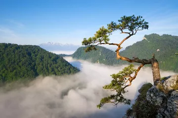 Fototapeta Sokolica Peak in Pieniny, Poland