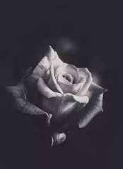 Fototapeta Rose zamknęła się na czarno-białej fotografii