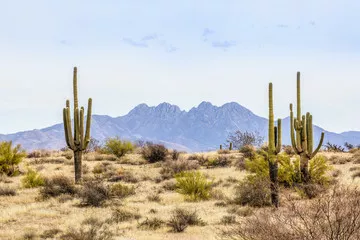 Fototapeta Cztery szczyty i Saguaros - pustynia Środkowej Arizony