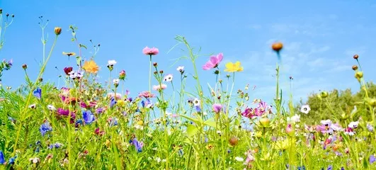 Fototapeta Łąka kwiatowa - panorama w tle - łąka wildflower