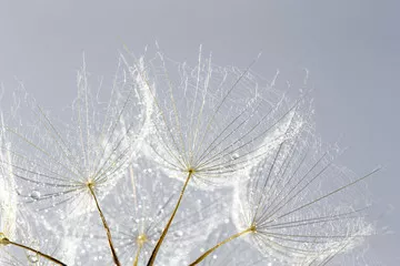 Fototapeta tło nasion mniszka lekarskiego. Zbliżenie makro nasion. Wiosenna natura