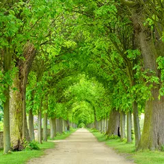 Fototapeta Park z aleją lipową przypominającą tunel wiosną, świeże, zielone liście
