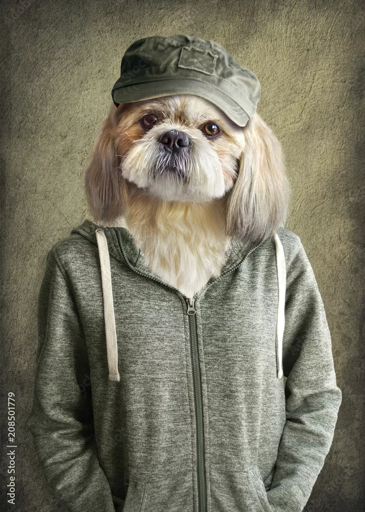 Obraz Pies w Ubraniu Wojskowym: Stylowy Portret