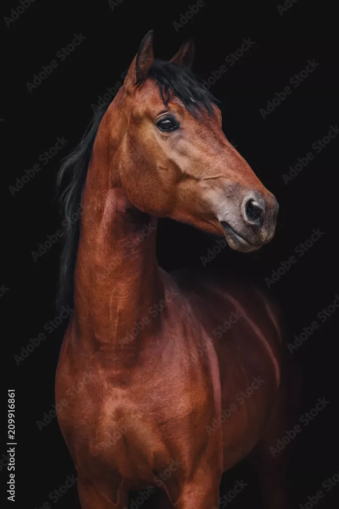 Fototapeta Portret konia kłusaka orłowskiego na czarnym tle