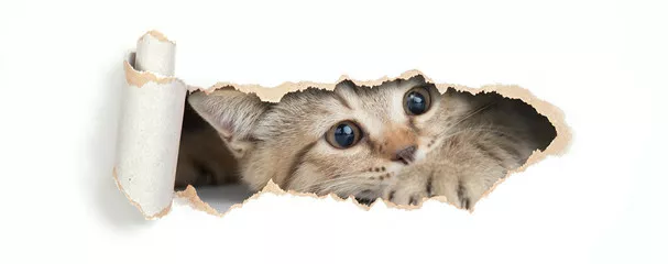 Fototapeta Brytyjski kot patrząc przez otwór w papierze na białym tle