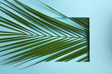 Obraz Nowoczesna Sztuka Botaniczna: Minimalizm w Zieleni