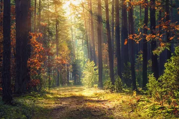 Fototapeta Jesienny krajobraz leśny. Kolorowe liście na drzewach i trawie świecącej w promieniach słońca. Niesamowity las. Sceneria spada. Piękne promienie słońca w porannym lesie
