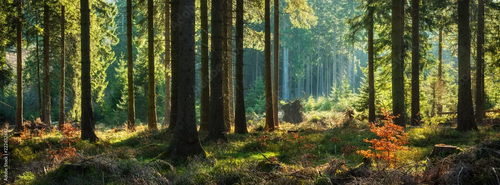 Fototapeta Magiczny Blask Leśnego Poranka