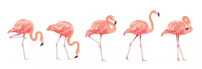 Fototapeta Pink Flamingo Bird Set Tropical Wild Beautiful Exotic Symbol Płaska konstrukcja stylu na białym tle. Ilustracji wektorowych