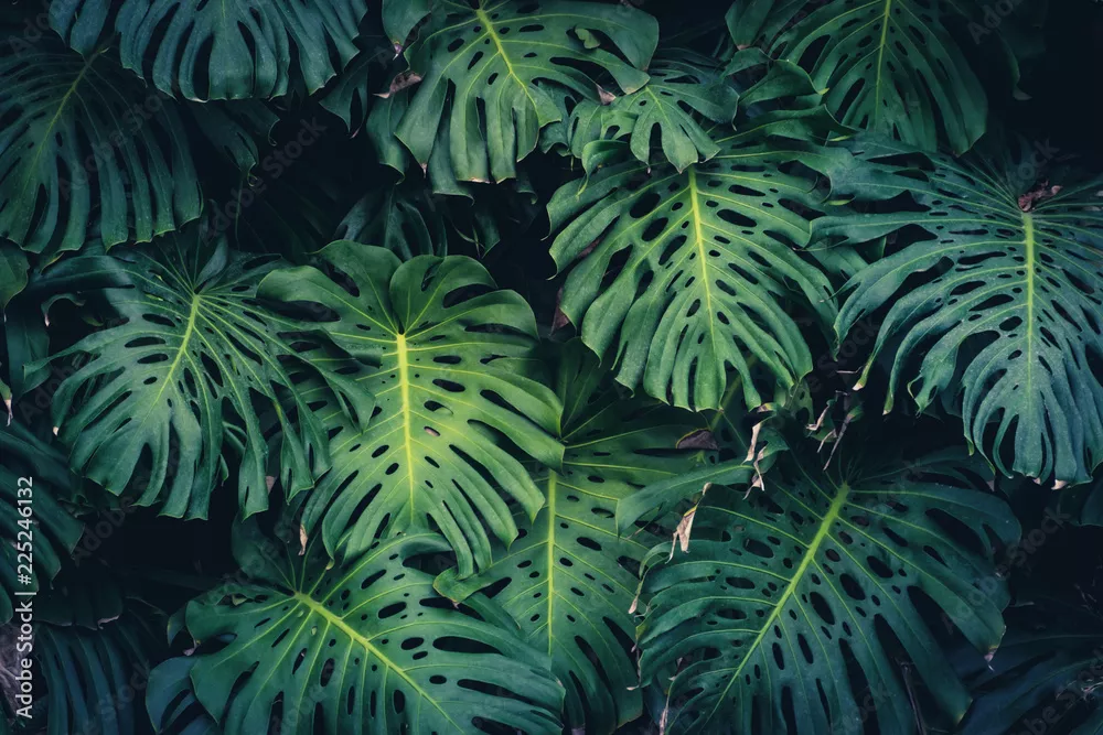 Fototapeta Monstera Philodendron pozostawia - tropikalna roślina leśna