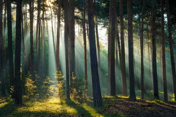 Fototapeta Promienie słoneczne w lesie rano jesienią