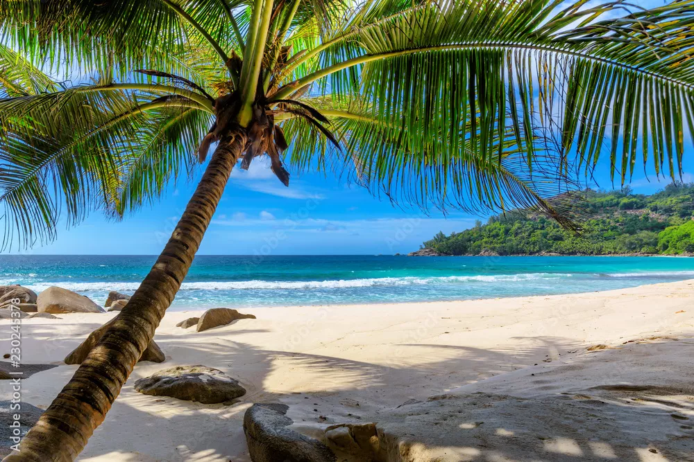 Fototapeta Tropical Beach. Piaszczysta plaża z palmami i turkusowym morzem. Letnie wakacje i koncepcja tropikalnej plaży.