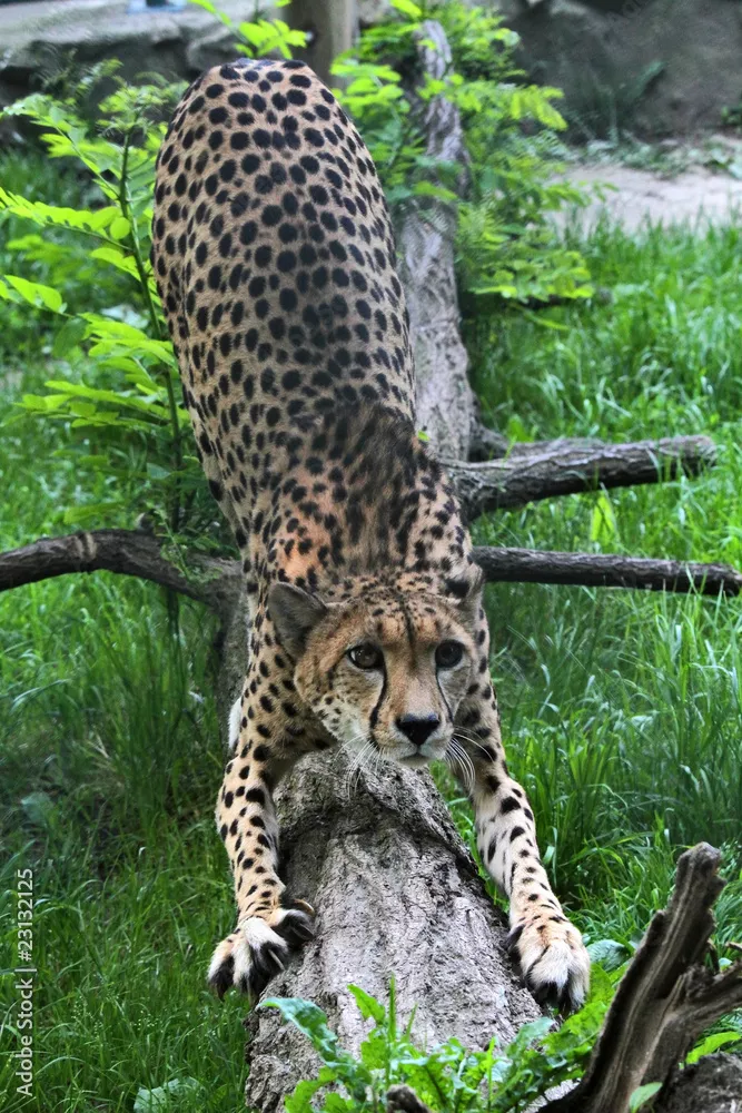 Fototapeta Gepard
