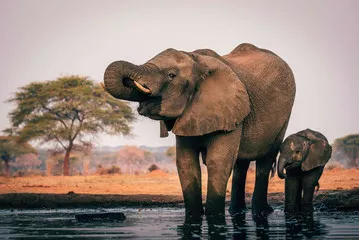 Fototapeta Krowa słonia pije z młodymi przy wodopoju, Senyati Safari Camp, Botswana