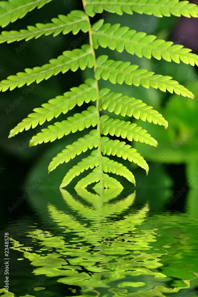 Fototapeta zielona paproć w wodzie
