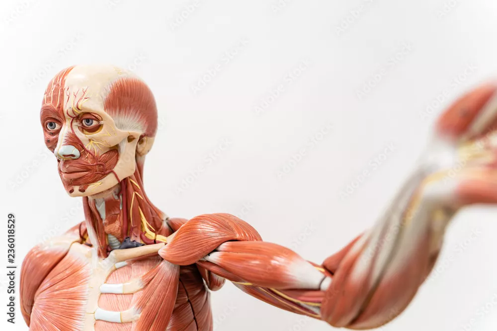 Obraz Anatomiczny Model Układu Mięśniowego Człowieka