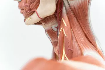 Obraz Anatomia Szyi Człowieka: Struktura Mięśniowa