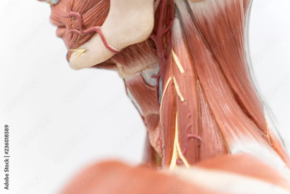 Obraz Anatomia Szyi Człowieka: Struktura Mięśniowa