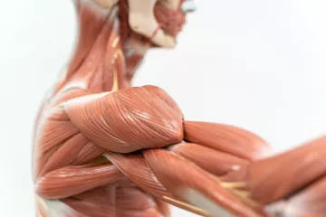 Obraz Model Anatomiczny Mięśni Ręki i Tułowia