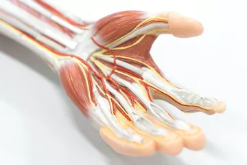 Obraz Anatomia Ręki: Przekrój Mięśni i Nerwów