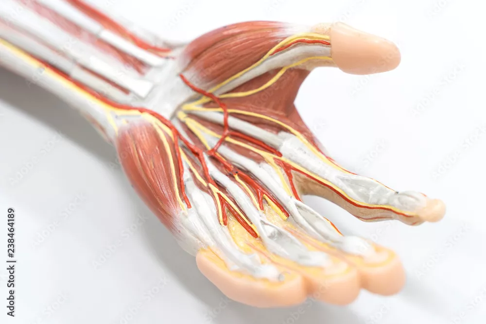 Obraz Anatomia Ręki: Przekrój Mięśni i Nerwów