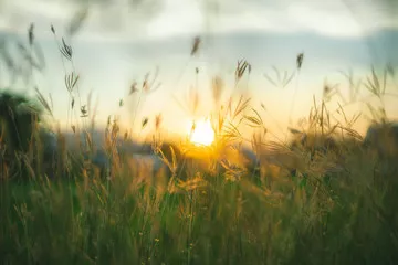 Obraz zmierzch traw preriowych