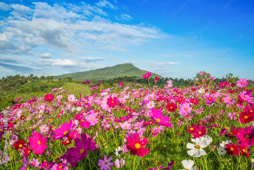 Obraz Kwiatowa Łąka w Blasku Słońca