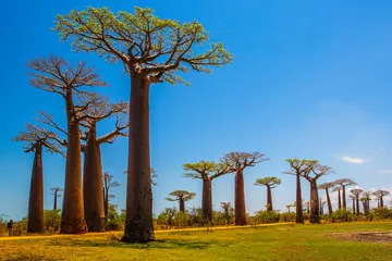 Obraz Aleja Baobabów na Madagaskarze