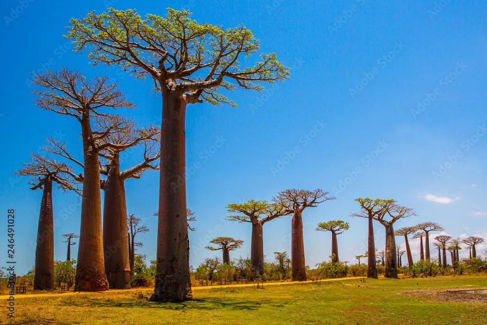 Obraz Aleja Baobabów na Madagaskarze