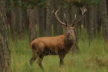 Obraz jeleń szlachetny