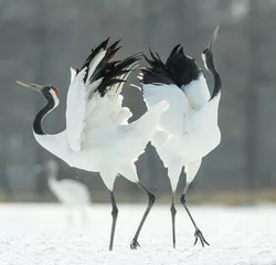 Fototapeta Tańczące żurawie. Rytualny taniec małżeński żurawi. Żuraw mandżurski. Nazwa naukowa: Grus japonensis, zwany także żurawiem japońskim lub żurawiem mandżurskim, to duży żuraw wschodnioazjatycki.