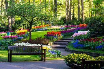 Fototapeta Kwitną tulipany w ogrodzie kwiatowym Keukenhof, największym parku tulipanów na świecie. Kolorowe kwitnące pola i aleje kwiatowe, Holandia, Holandia, Lisse, Europa.