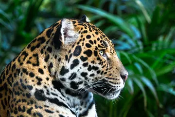 Obraz Portret Leoparda w Naturalnym Środowisku