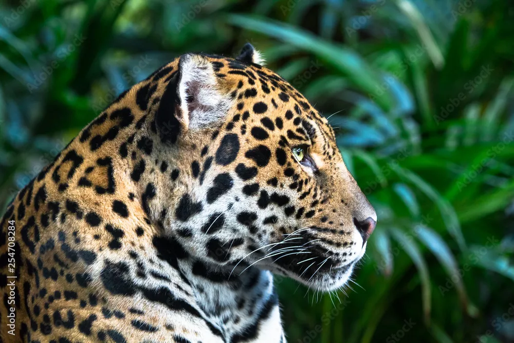 Obraz Portret Leoparda w Naturalnym Środowisku