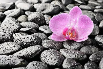 Obraz Relaksacyjna Kompozycja z Orchideą na Kamieniach