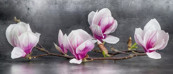 Fototapeta Piękna magnolia gałąź odizolowywająca na antracytowym tle