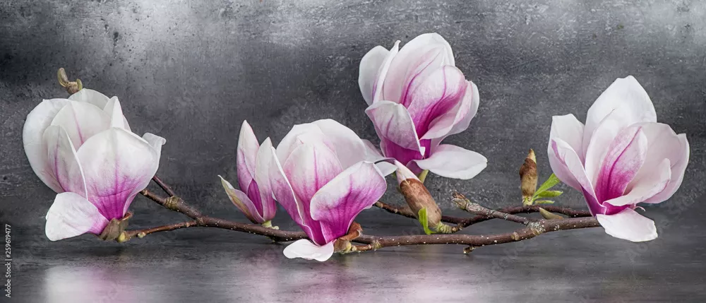 Fototapeta Piękna magnolia gałąź odizolowywająca na antracytowym tle