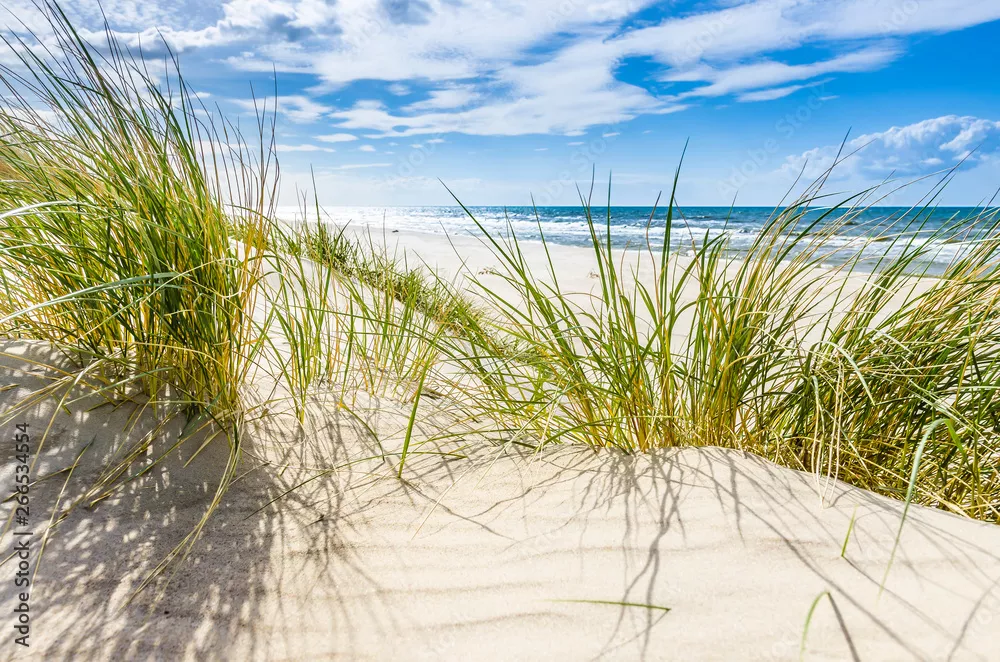 Fototapeta Pusta dzika plaża koło Mrzeżyna nad Bałtykiem w Polsce
