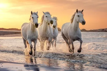 Obraz Białe konie w Camargue we Francji.