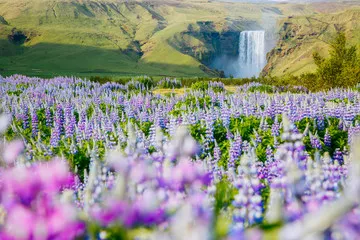 Obraz Magiczna Islandia: Wodospad i Łąka Pełna Kwiatów