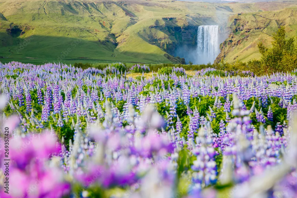 Obraz Magiczna Islandia: Wodospad i Łąka Pełna Kwiatów