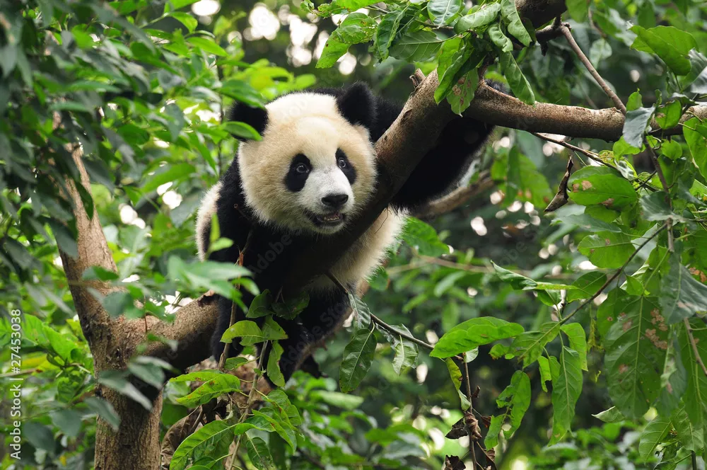 Fototapeta Giant Panda Wspinaczka Drzewo