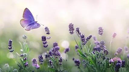 Fototapeta Purpurowa kwitnie lawenda i latający motyl w naturze.