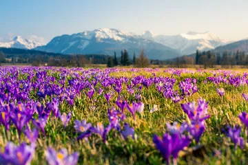 Fototapeta pole krokusów tatry polska małopolska