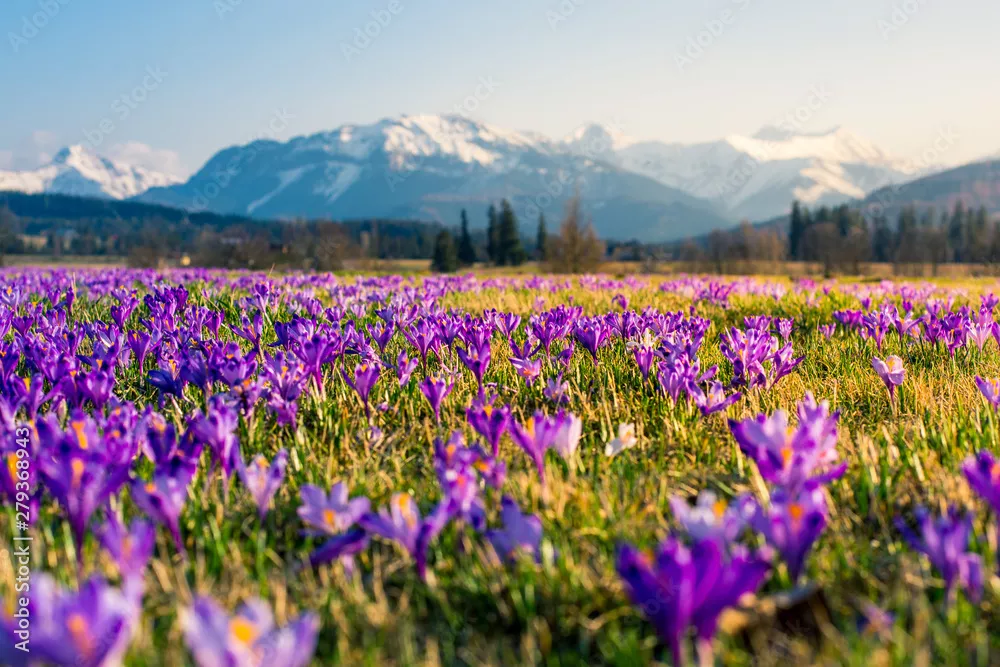 Fototapeta pole krokusów tatry polska małopolska