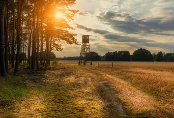 Fototapeta Polowanie Jäger High Siedzenie w porannym świetle, GetReidefeld Landleben Weidwerk Forestry Agriculture, Letni wieczór, zachód słońca, wczesny wieczór