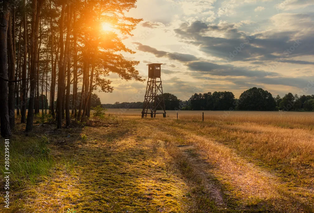 Fototapeta Polowanie Jäger High Siedzenie w porannym świetle, GetReidefeld Landleben Weidwerk Forestry Agriculture, Letni wieczór, zachód słońca, wczesny wieczór