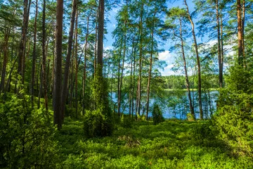 Fototapeta Zielony las jezioro sosny wakacje przyroda